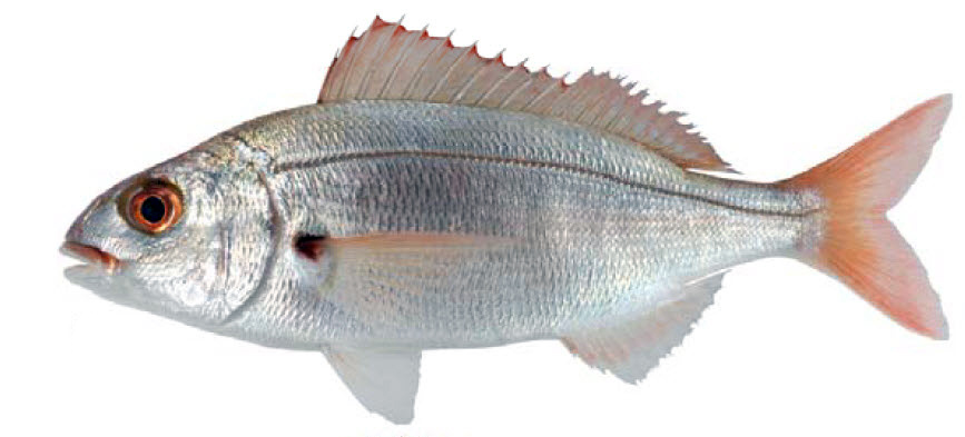 Pagellus acarne_10.jpg